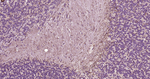 NF-H Antibody in Immunohistochemistry (Paraffin) (IHC (P))