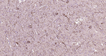 NF-H Antibody in Immunohistochemistry (Paraffin) (IHC (P))