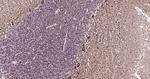 NF-H Antibody in Immunohistochemistry (Paraffin) (IHC (P))