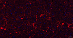 NF-H Antibody in Immunohistochemistry (Paraffin) (IHC (P))