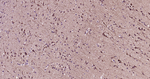 NF-H Antibody in Immunohistochemistry (Paraffin) (IHC (P))