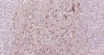 NF-H Antibody in Immunohistochemistry (Paraffin) (IHC (P))