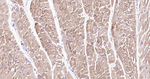 MYH6 Antibody in Immunohistochemistry (Paraffin) (IHC (P))