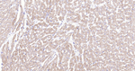 MYH6 Antibody in Immunohistochemistry (Paraffin) (IHC (P))