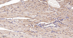 beta-2 Adrenergic Receptor Antibody in Immunohistochemistry (Paraffin) (IHC (P))