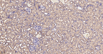 CHOP Antibody in Immunohistochemistry (Paraffin) (IHC (P))