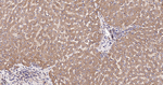 CHOP Antibody in Immunohistochemistry (Paraffin) (IHC (P))