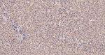CHOP Antibody in Immunohistochemistry (Paraffin) (IHC (P))