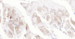 CHOP Recombinant Rabbit Monoclonal Antibody (6C8)