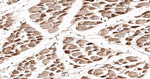 CHOP Antibody in Immunohistochemistry (Paraffin) (IHC (P))