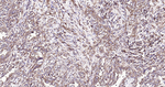 CHOP Antibody in Immunohistochemistry (Paraffin) (IHC (P))