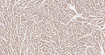 CHOP Antibody in Immunohistochemistry (Paraffin) (IHC (P))