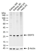 CHOP Antibody in Western Blot (WB)