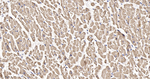 ATP Synthase beta Antibody in Immunohistochemistry (Paraffin) (IHC (P))