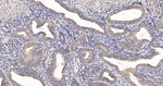 ATP Synthase beta Antibody in Immunohistochemistry (Paraffin) (IHC (P))