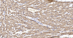 ATP Synthase beta Antibody in Immunohistochemistry (Paraffin) (IHC (P))