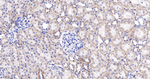 ATP Synthase beta Antibody in Immunohistochemistry (Paraffin) (IHC (P))