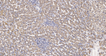 ATP Synthase beta Antibody in Immunohistochemistry (Paraffin) (IHC (P))