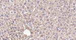 ATP Synthase beta Antibody in Immunohistochemistry (Paraffin) (IHC (P))