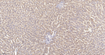 ATP Synthase beta Antibody in Immunohistochemistry (Paraffin) (IHC (P))