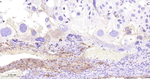 GBA Antibody in Immunohistochemistry (Paraffin) (IHC (P))