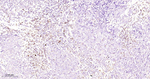 GBA Recombinant Rabbit Monoclonal Antibody (4C2)