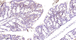 GBA Antibody in Immunohistochemistry (Paraffin) (IHC (P))