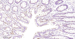 GBA Antibody in Immunohistochemistry (Paraffin) (IHC (P))