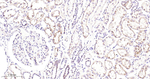 GBA Antibody in Immunohistochemistry (Paraffin) (IHC (P))