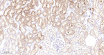 GBA Antibody in Immunohistochemistry (Paraffin) (IHC (P))