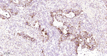 GBA Antibody in Immunohistochemistry (Paraffin) (IHC (P))