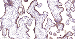 GBA Antibody in Immunohistochemistry (Paraffin) (IHC (P))