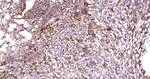 GBA Antibody in Immunohistochemistry (Paraffin) (IHC (P))