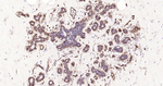 Aquaporin 1 Antibody in Immunohistochemistry (Paraffin) (IHC (P))