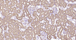 Aquaporin 1 Antibody in Immunohistochemistry (Paraffin) (IHC (P))