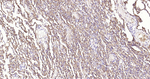 Aquaporin 1 Antibody in Immunohistochemistry (Paraffin) (IHC (P))