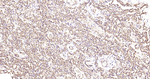 Aquaporin 1 Antibody in Immunohistochemistry (Paraffin) (IHC (P))