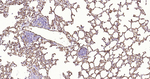 Aquaporin 1 Antibody in Immunohistochemistry (Paraffin) (IHC (P))