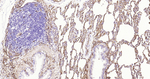 Aquaporin 1 Antibody in Immunohistochemistry (Paraffin) (IHC (P))