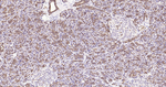 Aquaporin 1 Antibody in Immunohistochemistry (Paraffin) (IHC (P))