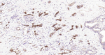 Aquaporin 1 Recombinant Rabbit Monoclonal Antibody (2H11)
