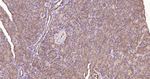 Aquaporin 1 Antibody in Immunohistochemistry (Paraffin) (IHC (P))