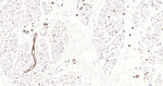 Aquaporin 1 Antibody in Immunohistochemistry (Paraffin) (IHC (P))