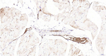 Aquaporin 1 Antibody in Immunohistochemistry (Paraffin) (IHC (P))