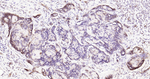 Aquaporin 1 Antibody in Immunohistochemistry (Paraffin) (IHC (P))