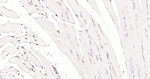 Aquaporin 1 Antibody in Immunohistochemistry (Paraffin) (IHC (P))