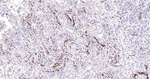 Aquaporin 1 Antibody in Immunohistochemistry (Paraffin) (IHC (P))