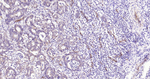 Aquaporin 1 Antibody in Immunohistochemistry (Paraffin) (IHC (P))