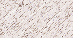 Aquaporin 1 Antibody in Immunohistochemistry (Paraffin) (IHC (P))
