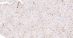 Aquaporin 1 Antibody in Immunohistochemistry (Paraffin) (IHC (P))